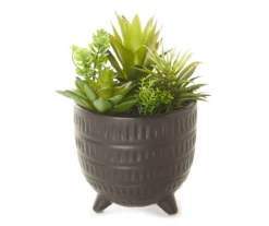 Succulent Arrangement In Black Footed Ceramic Pot