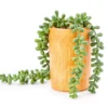 Artificial String Of Pearls Plant In Wood Look Cement Pot -Garden Furniture Store 810587356 A0