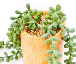 Artificial String Of Pearls Plant In Wood Look Cement Pot -Garden Furniture Store 810587356 A8 1